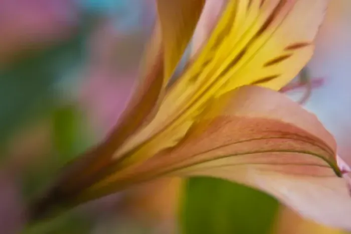 Framed Print : USA, Maine, Harpswell. Close-up of pink and yellow lily Framed Print : USA, Maine, Harpswell. Close-up of pink and yellow lily