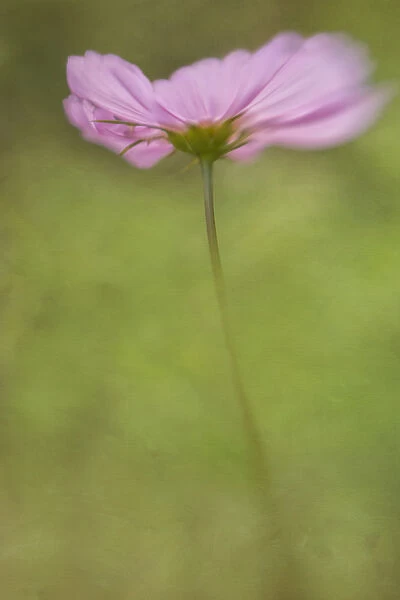 USA, Maine, Harpswell. Cosmos flower. Credit as: Kathleen Clemons  /  Jaynes Gallery  /  DanitaDelimont