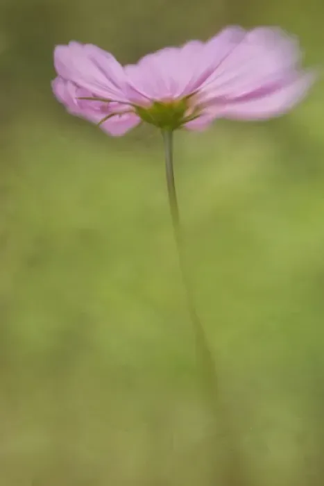 Framed Print : USA, Maine, Harpswell. Cosmos flower. Credit as: Kathleen Clemons / Jaynes Gallery / DanitaDelimont Framed Print : USA, Maine, Harpswell. Cosmos flower. Credit as: Kathleen Clemons / Jaynes Gallery / DanitaDelimont