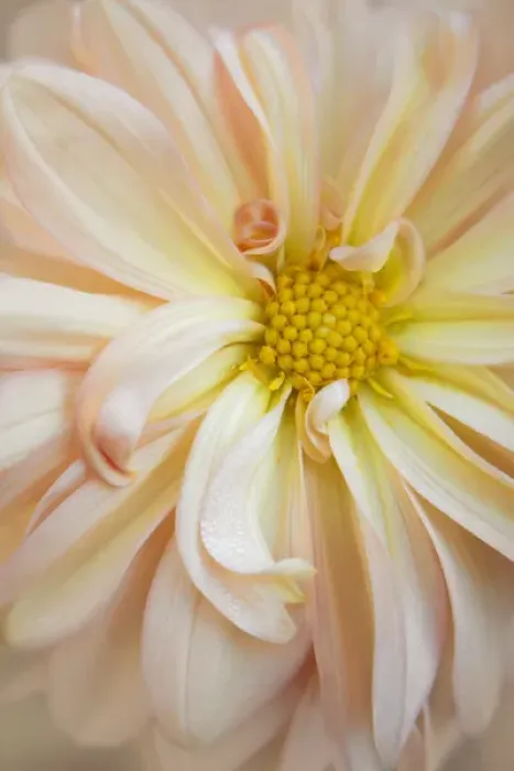 Framed Print : USA, Maine, Harpswell. Dahlia detail. Credit as: Kathleen Clemons  /  Jaynes Gallery  /  DanitaDelimont