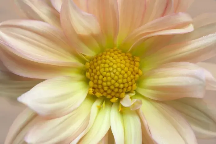 Framed Print : USA, Maine, Harpswell. Dahlia detail. Credit as: Kathleen Clemons  /  Jaynes Gallery  /  DanitaDelimont