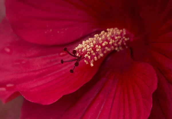 USA, Maine, Harpswell. Hibiscus detail. Credit as: Kathleen Clemons  /  Jaynes Gallery