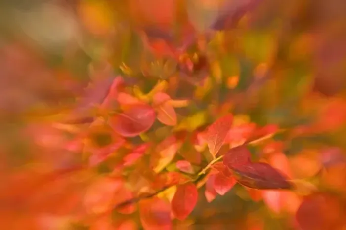 Framed Print : USA, Maine, Harpswell. Impressionistic view of autumn foliage Framed Print : USA, Maine, Harpswell. Impressionistic view of autumn foliage