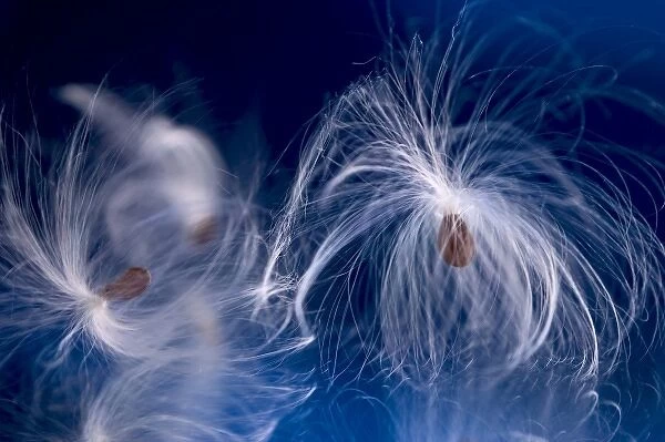 USA, Maine, Harpswell. Milkweed seeds on a mirror with a blue background