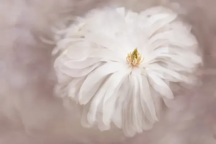 Framed Print : USA, Maine, Harpswell. Multiple exposure of white dahlia Framed Print : USA, Maine, Harpswell. Multiple exposure of white dahlia