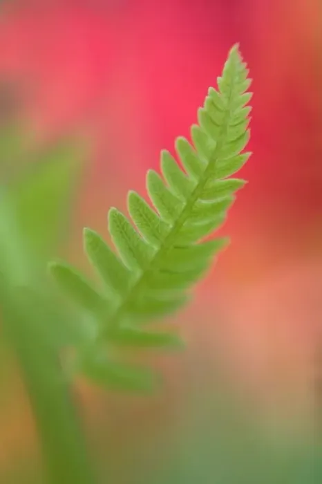 Framed Print : USA, Maine, Harpswell. Newly-emerged fern leaf