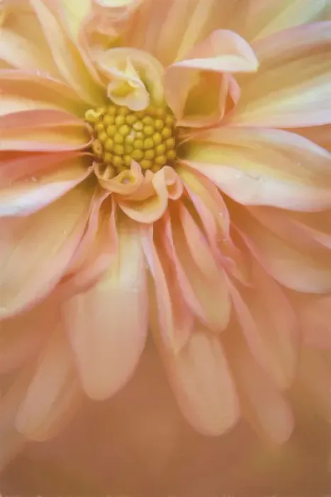 Framed Print : USA, Maine, Harpswell. Orange dahlia detail