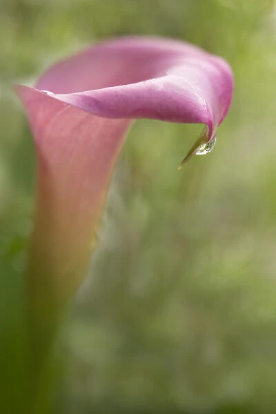 USA, Maine, Harpswell. Pink calla lily with dew