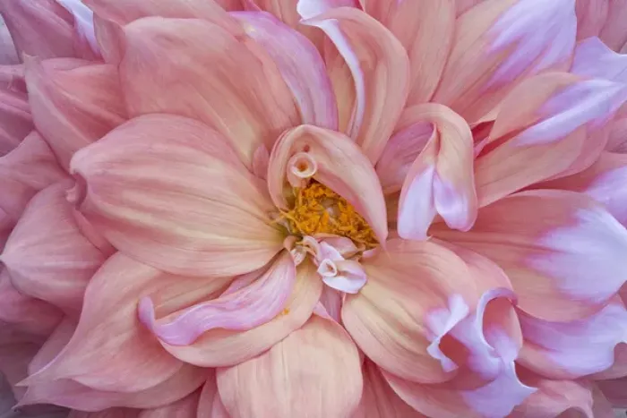 Framed Print : USA, Maine, Harpswell. Pink dahlia detail
