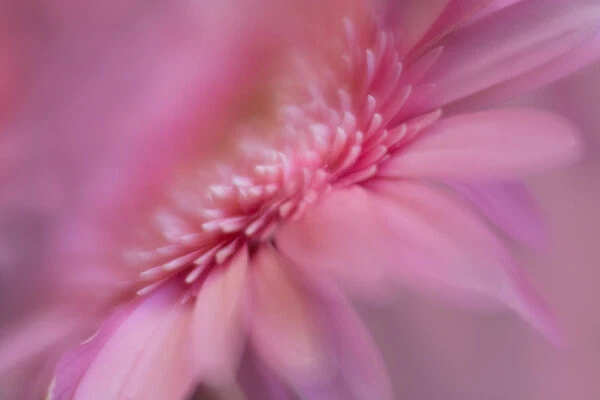 USA, Maine, Harpswell. Pink gerbera daisy abstract