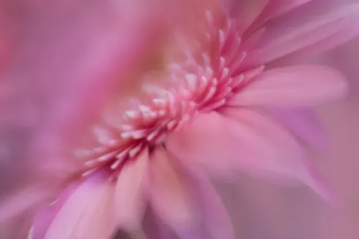 Framed Print : USA, Maine, Harpswell. Pink gerbera daisy abstract Framed Print : USA, Maine, Harpswell. Pink gerbera daisy abstract