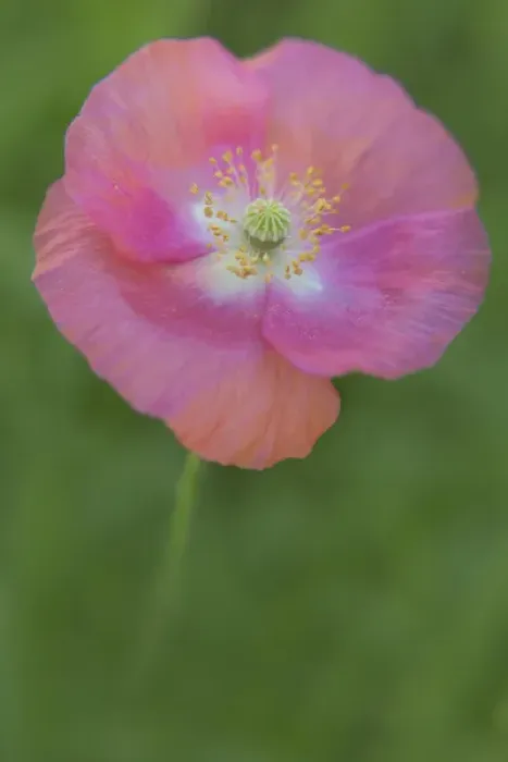 Framed Print : USA, Maine, Harpswell. Pink poppy. Credit as: Kathleen Clemons  /  Jaynes Gallery  /  DanitaDelimont