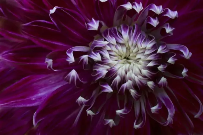 Framed Print : USA, Maine, Harpswell. Purple dahlia detail Framed Print : USA, Maine, Harpswell. Purple dahlia detail