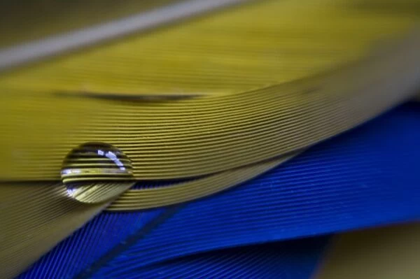 USA, Maine, Harpswell. A single water drop on blue and yellow parrot feathers
