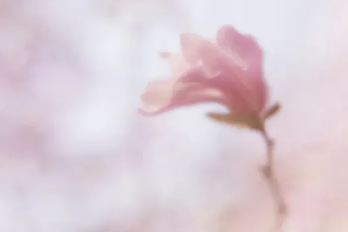 Framed Print : USA, Maine, Harpswell. Soft magnolia flower