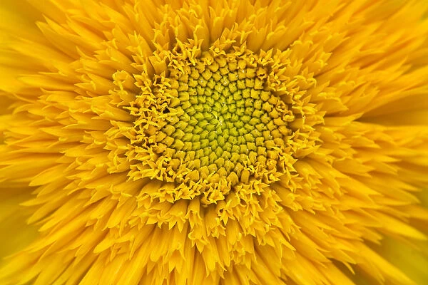 USA, Maine, Harpswell. Sunflower detail. Credit as: Kathleen Clemons  /  Jaynes Gallery