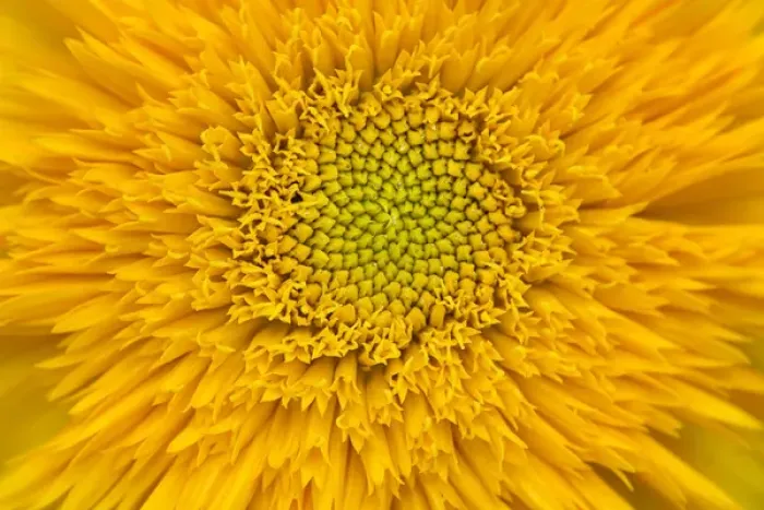 Framed Print : USA, Maine, Harpswell. Sunflower detail. Credit as: Kathleen Clemons  /  Jaynes Gallery