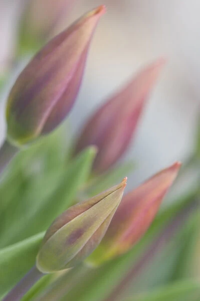 USA, Maine, Harpswell. Tulip buds in a flower garden on a foggy day. Credit as: Kathleen