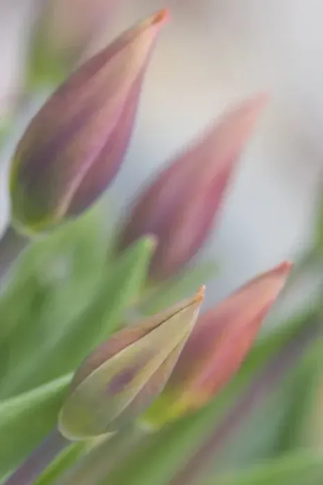 Framed Print : USA, Maine, Harpswell. Tulip buds in a flower garden on a foggy day. Credit as: Kathleen