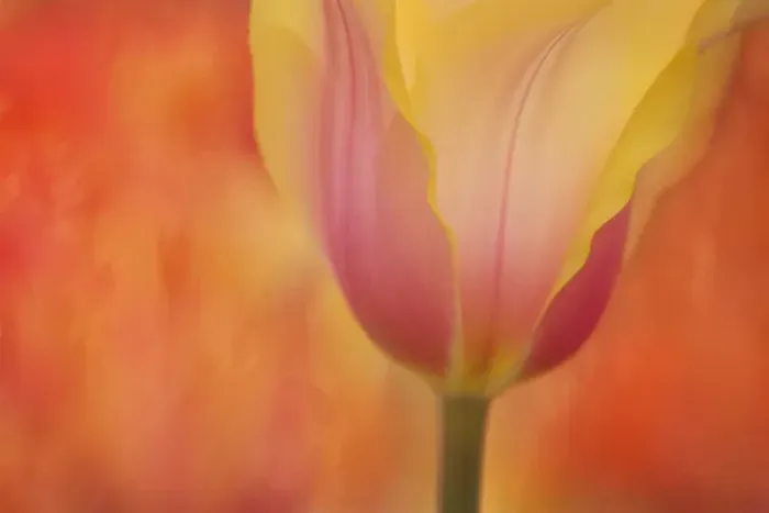 Framed Print : USA, Maine, Harpswell. Tulip on textured background Framed Print : USA, Maine, Harpswell. Tulip on textured background