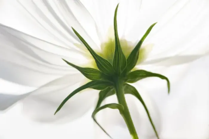 Framed Print : USA, Maine, Harpswell. The underside view of a white cosmos flower
