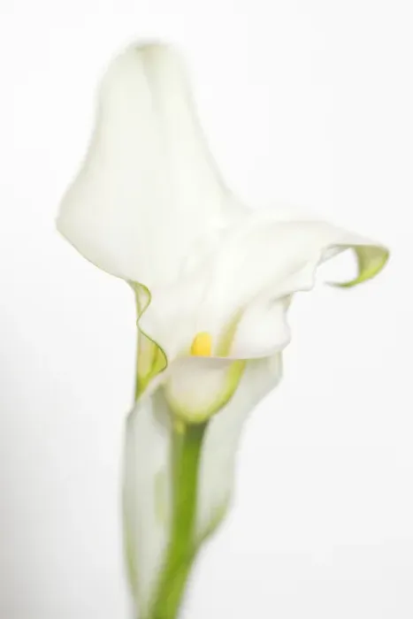 Framed Print : USA, Maine, Harpswell. White calla lily. Credit as: Kathleen Clemons / Jaynes Gallery Framed Print : USA, Maine, Harpswell. White calla lily. Credit as: Kathleen Clemons / Jaynes Gallery