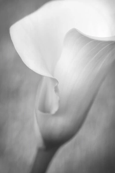 USA, Maine, Harpswell. White calla lily. Credit as: Kathleen Clemons  /  Jaynes Gallery