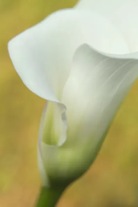 Framed Print : USA, Maine, Harpswell. White calla lily. Credit as: Kathleen Clemons / Jaynes Gallery Framed Print : USA, Maine, Harpswell. White calla lily. Credit as: Kathleen Clemons / Jaynes Gallery