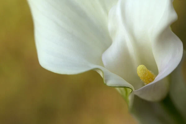 USA, Maine, Harpswell. White calla lily. Credit as: Kathleen Clemons  /  Jaynes Gallery