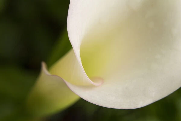 USA, Maine, Harpswell. White calla lily close-up