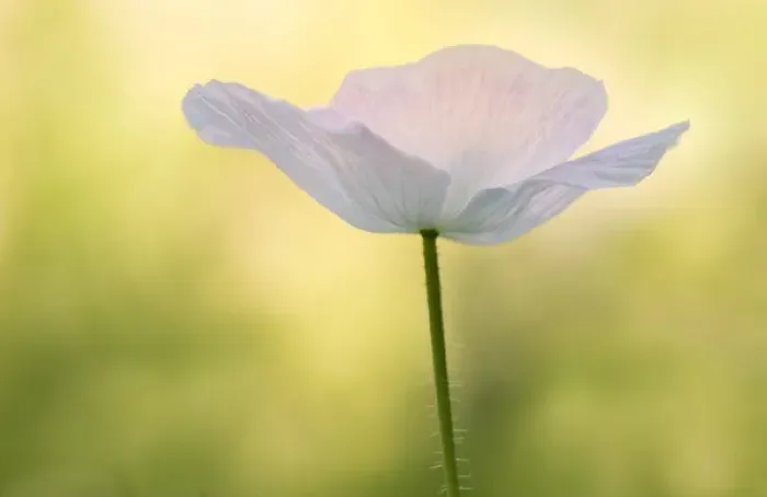 Framed Print : USA, Maine, Harpswell. White poppy. Credit as: Kathleen Clemons  /  Jaynes Gallery  /  DanitaDelimont