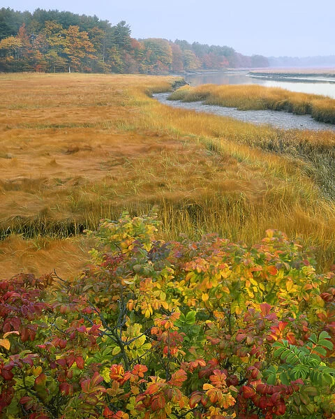 USA, Maine, Kennebunkport. Tidal marsh on the Mousam River
