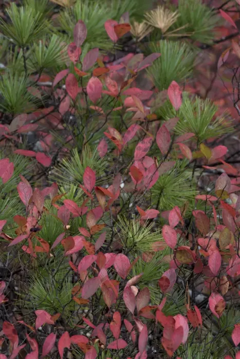 Framed Print : USA, Maine. Low bush blueberry and evergreen detail, New Mills Meadow Pond, Acadia National Park
