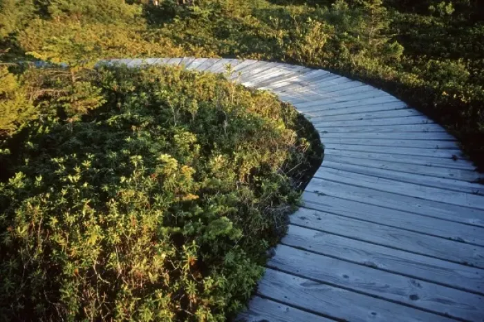 Framed Print : USA, Maine, Lubec. A walkway through West Quoddy Head Bog, in Quoddy Head State Park Framed Print : USA, Maine, Lubec. A walkway through West Quoddy Head Bog, in Quoddy Head State Park