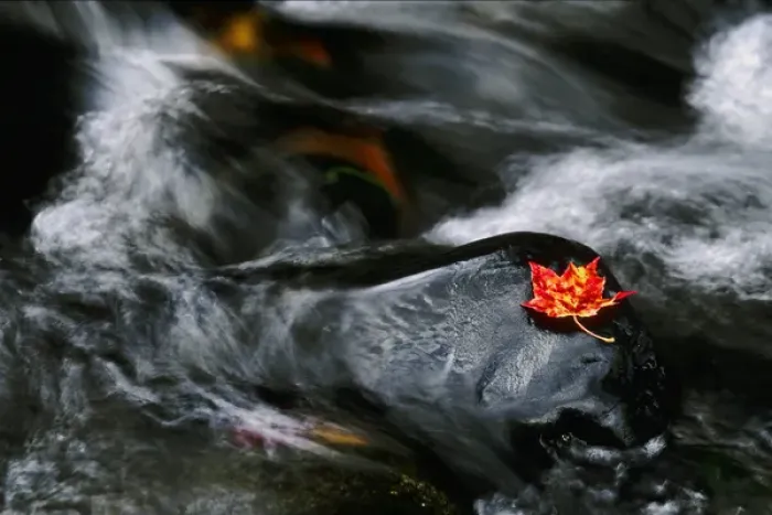 Framed Print : USA, Maine. Maple leaf on black rock in stream