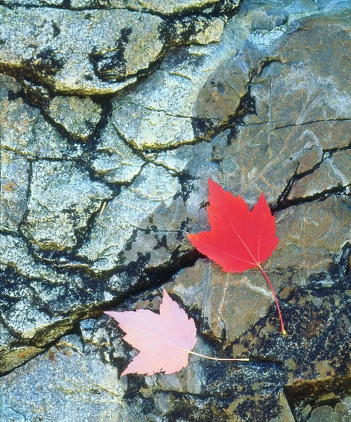 USA; Maine; A Maple leaf on a Rock Background