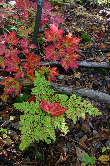 Framed Print : USA, Maine. Maple leaves and Fern, Baxter State Park Framed Print : USA, Maine. Maple leaves and Fern, Baxter State Park
