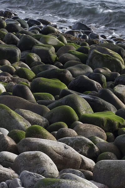 USA, Maine. Moss covered rocks and ocean, Boulder Beach, Acadia National Park