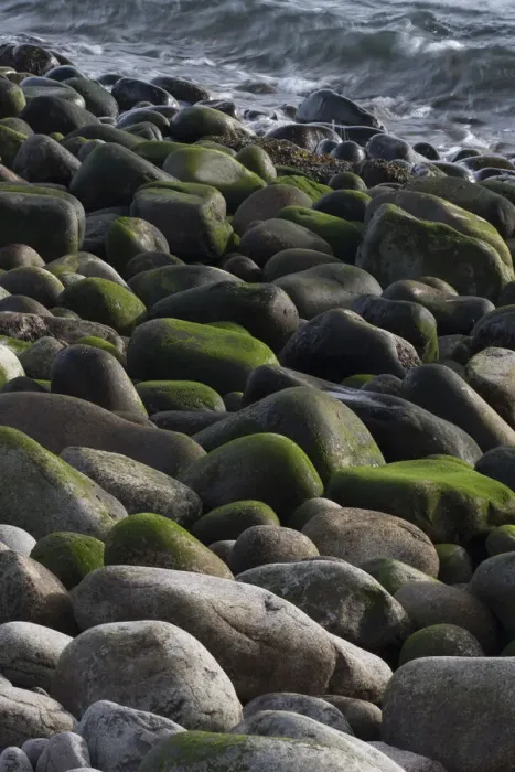 Framed Print : USA, Maine. Moss covered rocks and ocean, Boulder Beach, Acadia National Park