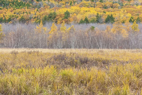 USA, Maine, Mt. Desert Island. Acadia National Park autumn foliage