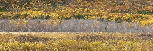 USA, Maine, Mt. Desert Island, Acadia National Park, autumn foliage