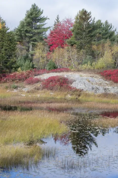 Framed Print : USA, Maine. New Mills Meadow Pond, Acadia National Park Framed Print : USA, Maine. New Mills Meadow Pond, Acadia National Park