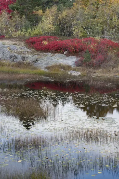 Framed Print : USA, Maine. New Mills Meadow Pond, Acadia National Park Framed Print : USA, Maine. New Mills Meadow Pond, Acadia National Park
