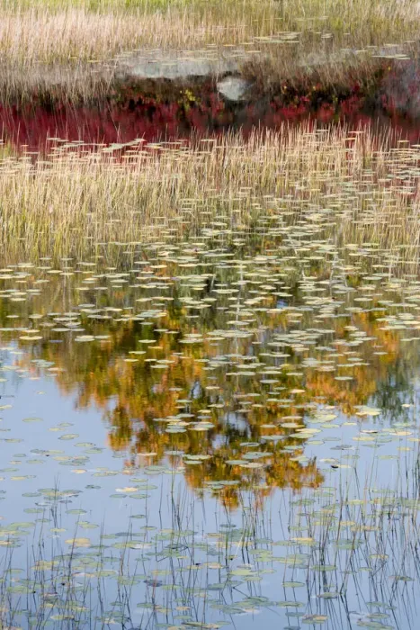 Framed Print : USA, Maine. New Mills Meadow Pond, Acadia National Park