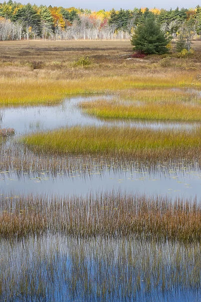 USA, Maine. New Mills Meadow Pond, Acadia National Park
