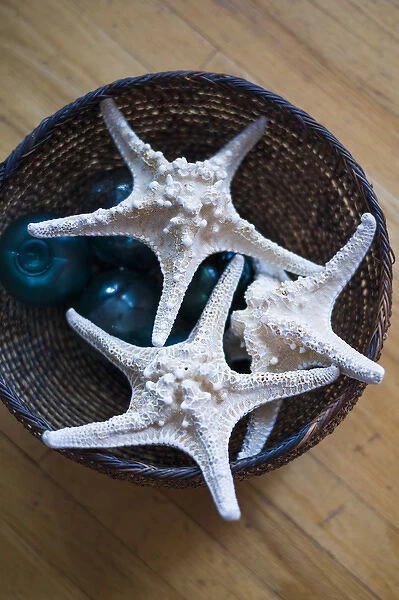 USA, Maine, Pemaquid Point, dried starfish