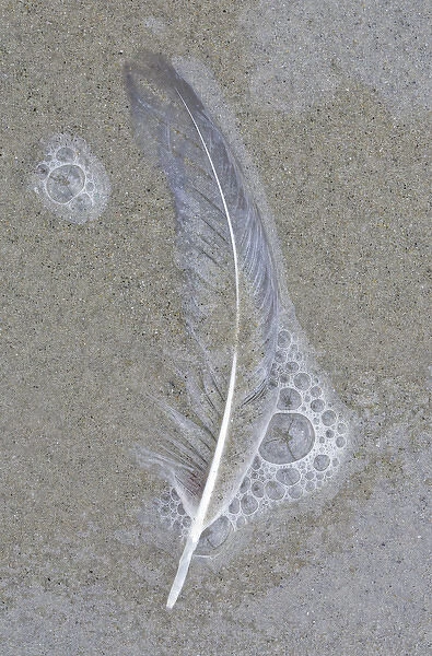 USA, Maine, Pine Point. Gull feather on beach