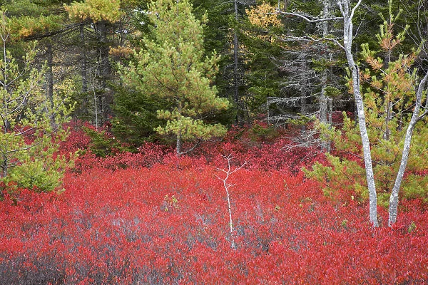 USA, Maine. Red blueberry bushes in Acadia National Park