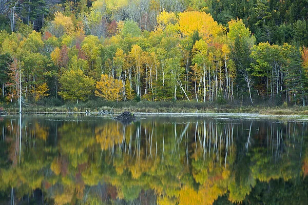 USA, Maine. Reflections at Beaver Dam Pond in Acadia National Park