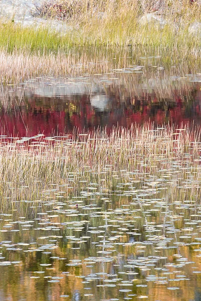 USA, Maine. Reflections, New Mills Meadow Pond, Acadia National Park